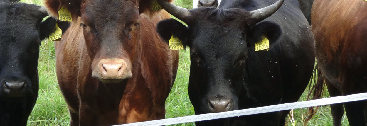 Lehmät laitumella sähköaidan takana katsovat suoraan meitä kohti